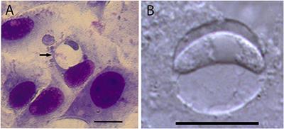 Development of Cystoisospora felis in Cell Culture and in vitro Formation of Monozoic Tissue Cysts